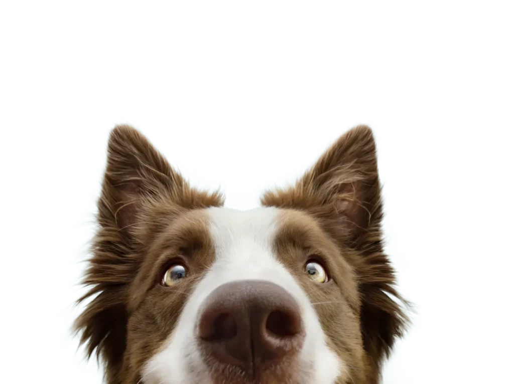 Collie dog - monetha